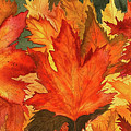 Maple Leaves